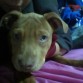 yo amo a mi APBT